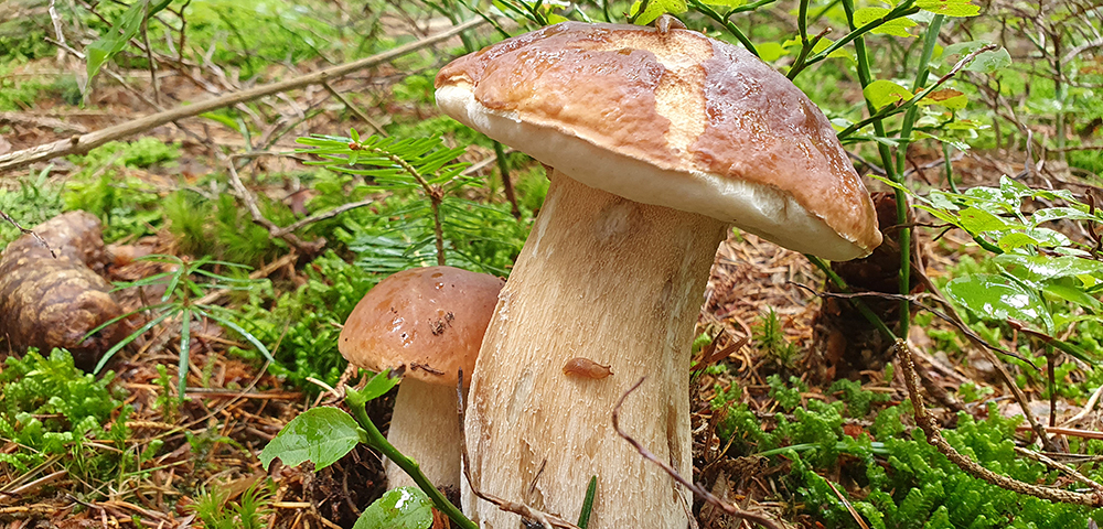 Pilze bestimmen mit dem Pilz-Folder der Stadt Graz